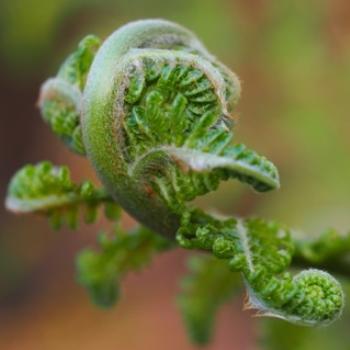<b>Dicksonia antarctica - Man Fern frond- Sacky</b>