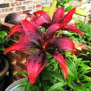 <b>Olina Lily 07-31-13 / Sue OK</b>