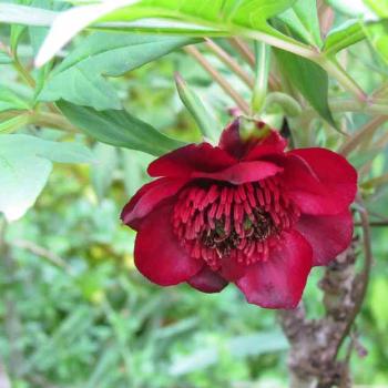 <b>Tree paeony - Sacky</b>