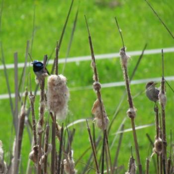 <b>Male and female Superb Fairy Wrens. The female has nesting material in her beak. - Tasmania</b>