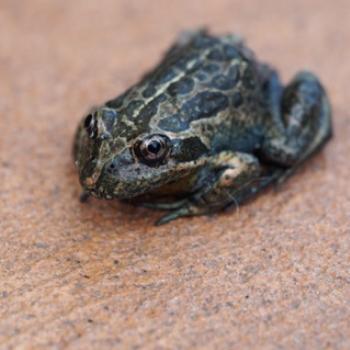 <b>Eastern Banjo Frog - Sacky Tasmania</b>