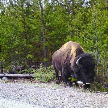 <b>Bison grazing at roadside, Yellowstone Park</b>