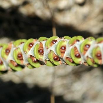 <b>4225 seeds Kentia Palm, Howea forsteriana, Arecaceae 1st Jan'11, Bar Point, Hawkesbury R, Kate/Sydney </b>