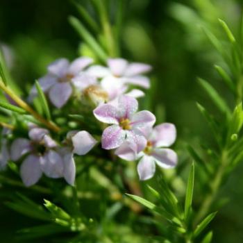 <b>185_7299 Diosma Coleonema pulchellum, aka confetti bush or breath of heaven, Rutaceae, my garden Sydney, 1st Oct'11, Kate/Sydney</b>