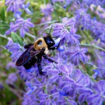 <b>Bee on sage 07-31-13 / Sue OK</b>
