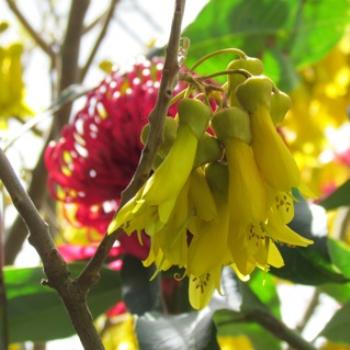 <b>Sophora tetraptera, New Zealand Kowhai in my garden - Sacky</b>