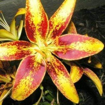 <b>Orange Tango Lily 07-31-13 / Sue OK</b>