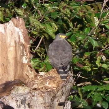 <b>Roadside Hawk (Rupornis magnirostris), Rio Negro, Amazonas, Brazil</b>
