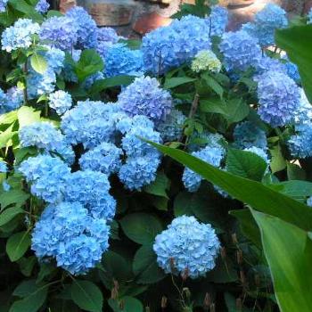 <b>Dark Blue Hydrangia 08-20-13 /Sue OK</b>