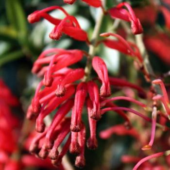 <b>185_7270 Red Spider Grevillea, Proteaceae, my garden Sydney, 1st Oct'11, Kate/Sydney</b>