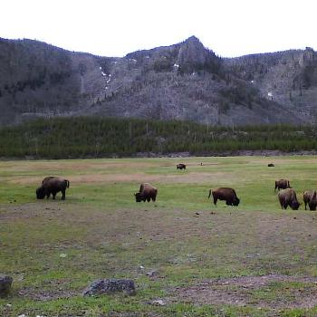 <b>Bison graze in Yellowstone Nat'l. Park, Wyoming</b>