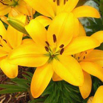 <b>Yellow Lilies  08-20-13 / Sue OK</b>