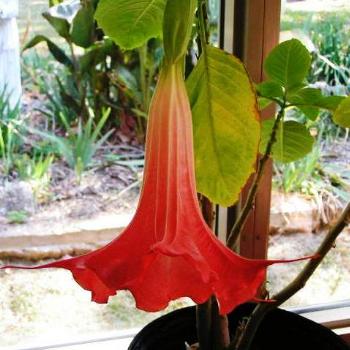 <b>Dark Pink Trumpet  07-31-13 / Sue OK</b>