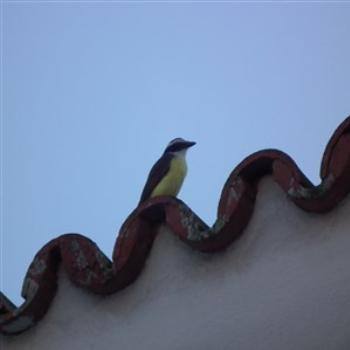 <b>Great Kiskadee (Pitangus sulphuratus), Manaus, Brazil</b>
