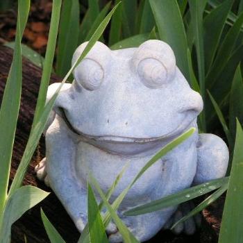 <b>I am a cute frog  07-31-13 / Sue OK</b>
