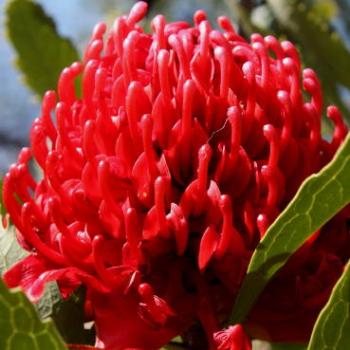 <b>185_0135 Telopea speciosissima, Waratah, Proteaceae, NSW State Emblem, Hawkesbury R, 18th Sept'10, Kate/Sydney</b>