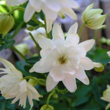 <b> Columbine Double Wiite 07-31-13 / Sue OK</b>