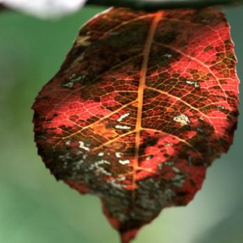 <b>183_3925 red leaf, Ln Co, NPk, Sydney, 13th Oct'09, Kate/Sydney</b>