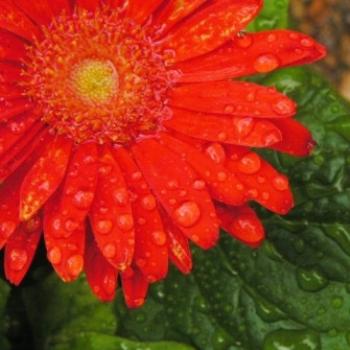 <b>Orange Gerber Daisy 07-31-13 / Sue OK</b>