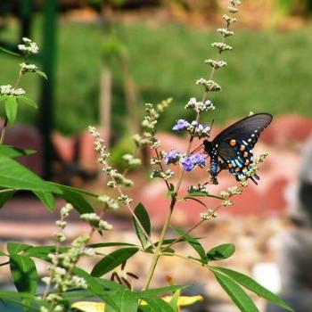 <b>Pipe Vine Swallowtail Butterfly 08-20-13 /Sue OK</b>