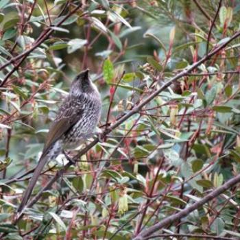 <b>Little Wattlebird </b>