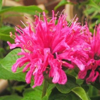 <b>Flower { I don't know the name} 07-31-13 / Sue OK</b>