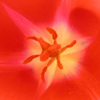 <b>Center of a Tulip 08-20-13 / Sue OK</b>