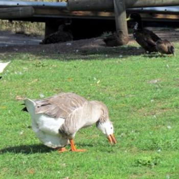 <b>Female goose </b>