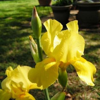 <b>Yellow Iris 08-20-13 / Sue OK</b>