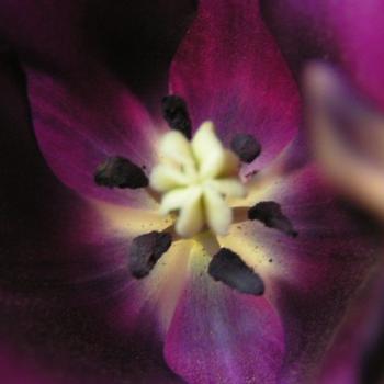 <b>Dark Sensation Tulip 07-31-13 / Sue OK</b>