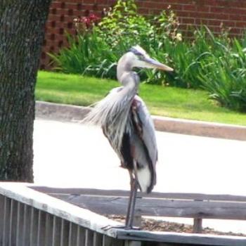 <b>Great Blue Heron /Sue OK</b>