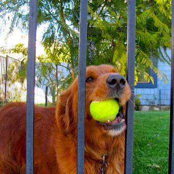 <b>Rusty w new tennis ball</b>