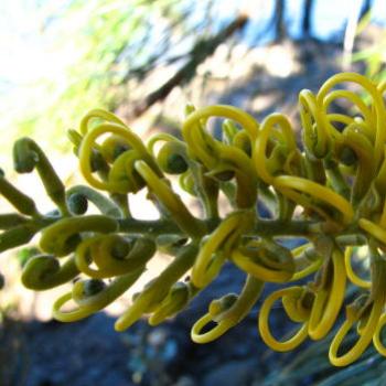 <b>HRJn08 grevillea Kate/Sydney</b>
