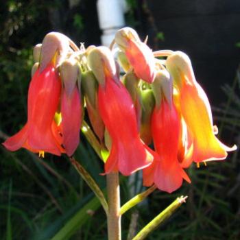 <b>HRJn08 Bryophyllum succulent Kate/Sydney</b>