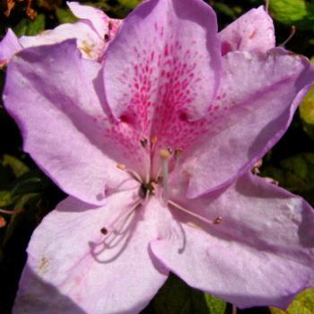<b>LA08 pink Azalea indica Ericaceae Kate/Sydney</b>