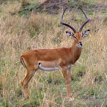 <b>Impala - Maasai Mara</b>