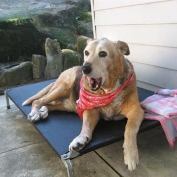 <b>Schultz - mid yawn!</b>