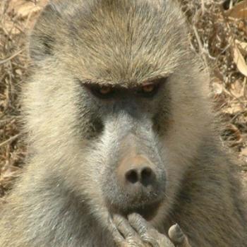 <b>Self Portrait (Eileen, Surrey UK) [ok, it's an olive baboon]</b>