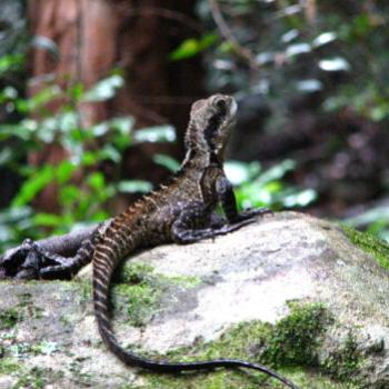 <b>King of the river Easter water Dragon, Hawksebury River NSW Kate/Sydney</b> <b>King of the river Easter water Dragon, Hawksebury River NSW Kate/Sydney</b>
