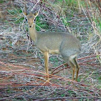 <b>Dik Dik </b>
