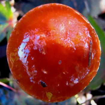 <b>SLJn08 glossy wet toadstool Kate/Sydney</b>