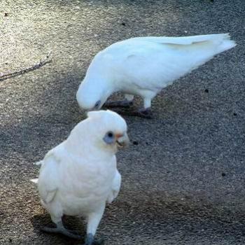 <b>Wer'e not a pair of galahs. [ eaa]</b>