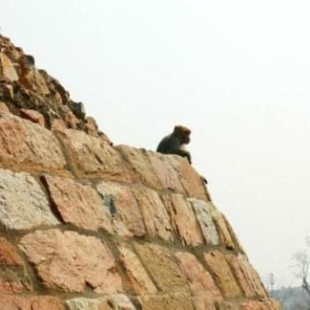 <b>Monkey in Tughlakabad, Delhi - Keyan Bowes</b>