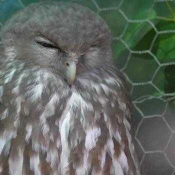 <b>Whoo whoo are you. [ eaa]</b>