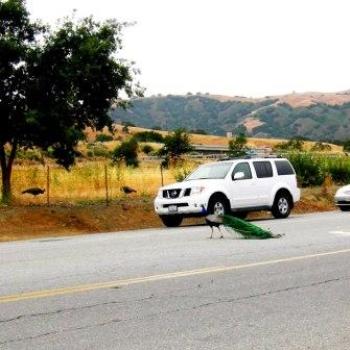 <b>Why did the peacock cross the road? (California) - Keyan Bowes</b> <b>Why did the peacock cross the road? (California) - Keyan Bowes</b>