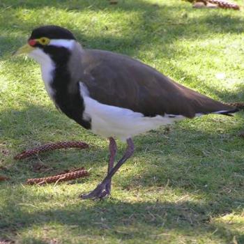 <b>spur winged plover[ [ eaa]</b>