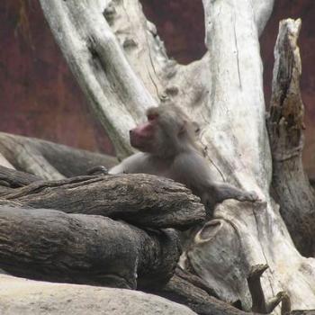<b>Monkey see monkey do.[ eaa]</b>