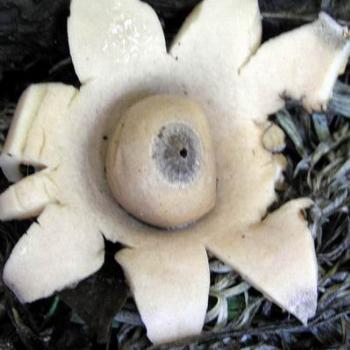 <b>a fungus .[ eaa]</b>
