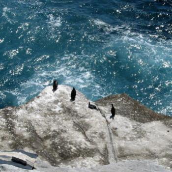 <b>7394 cormorants on the rocks Bondi</b>