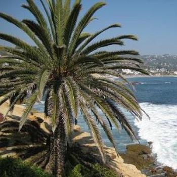 <b>CA/USA photos WAGDY 2008.</b>